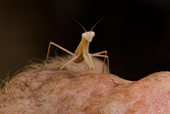 mantis-look