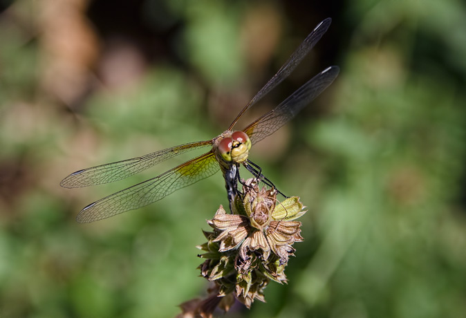 meadowhawk
