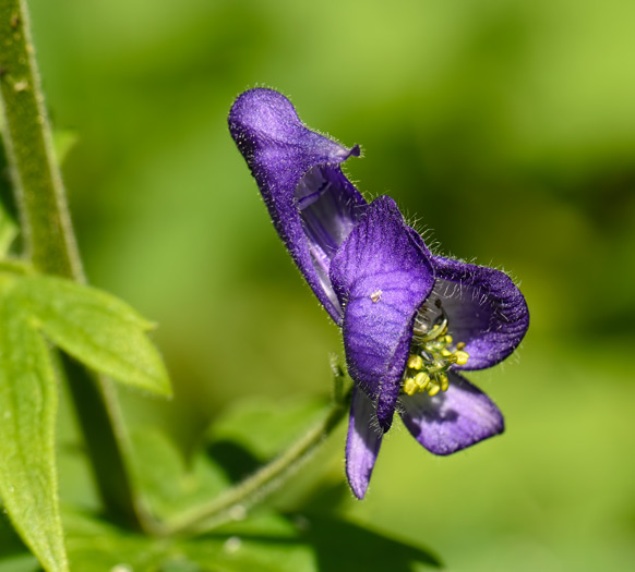 baker-monkshood