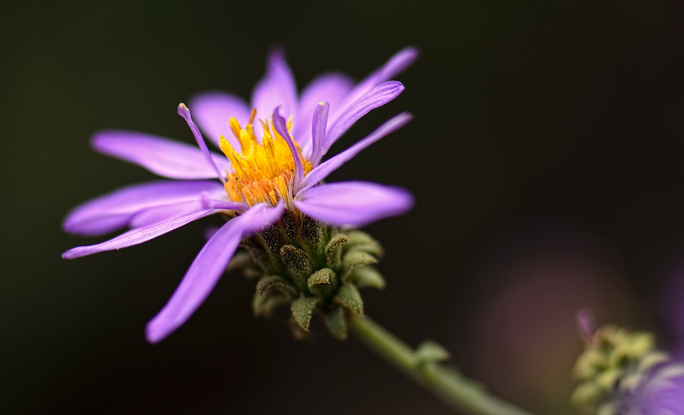 blurred-aster