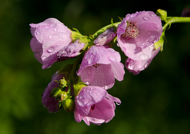 hollyhock