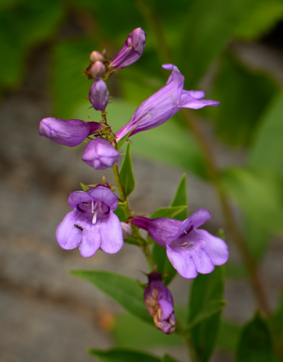 penstemon