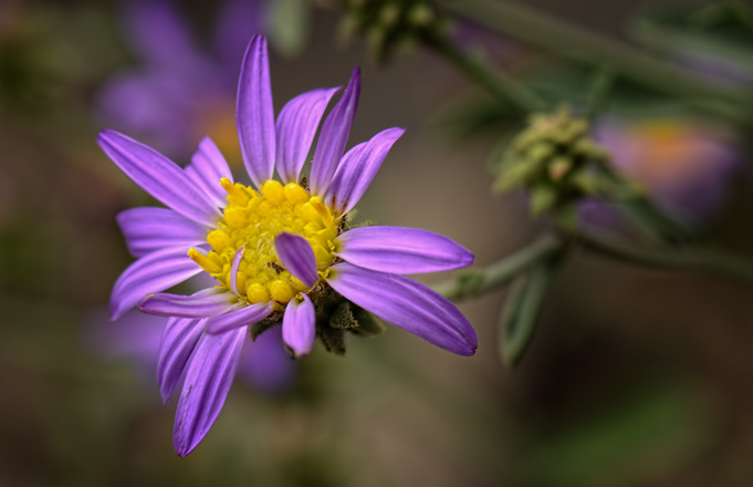 sharp-aster