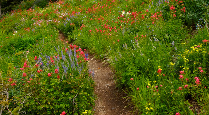 singletrack