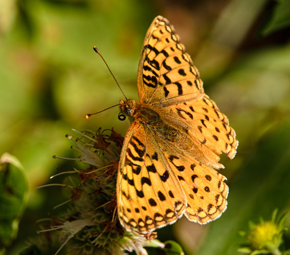 curled-fritillary