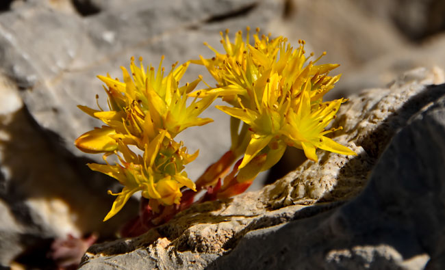 stonecrop