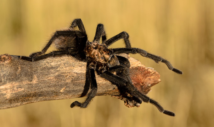 desert-tarantula