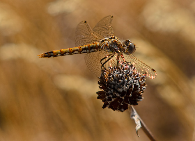 split-tail