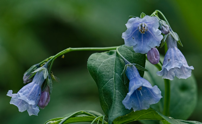 blubells