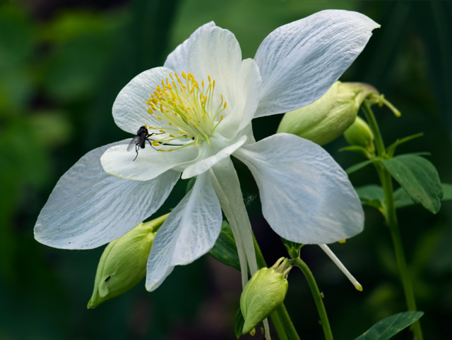 columbine-fly