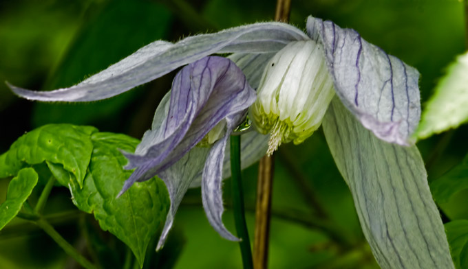 hairy-clematis