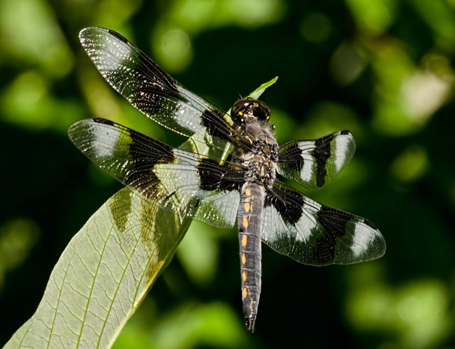 spotted-skimmer