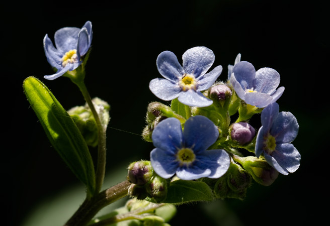 stickseed