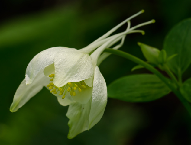 yellow-columbine