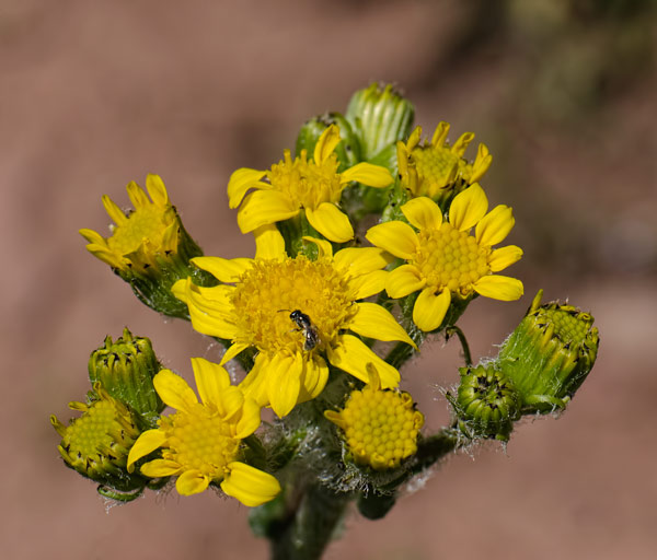 groundsel