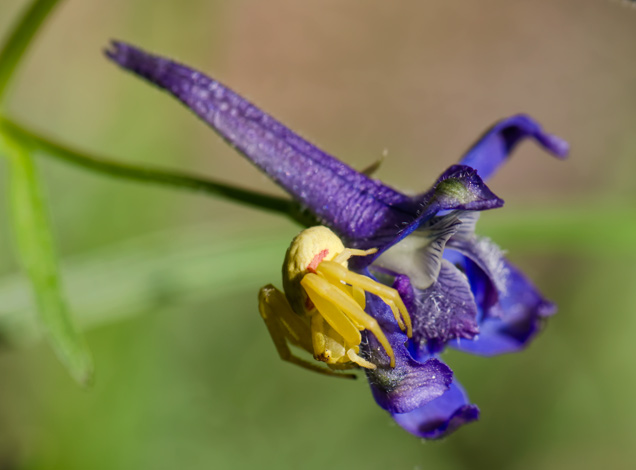 lark-crab