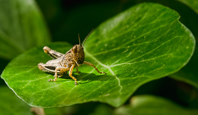 little-hopper