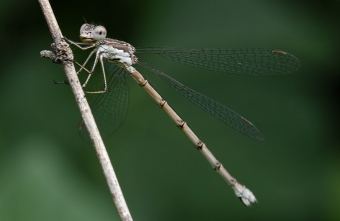 side-view