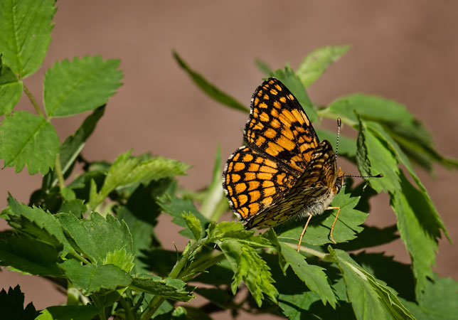 fritillary