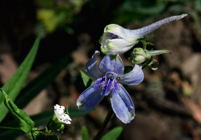 larkspur