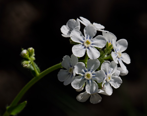 pale stickseed