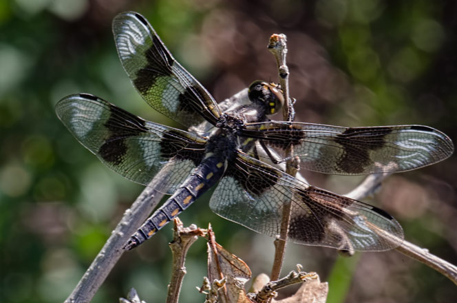 spotted-skimmer