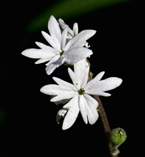 woodland-star