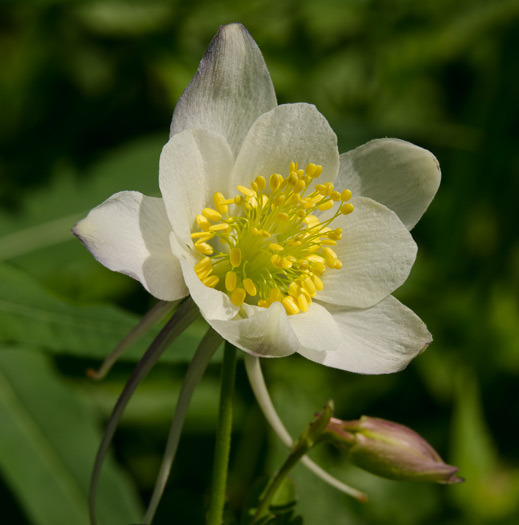 bowman-columbine