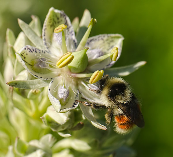 bumble-crest