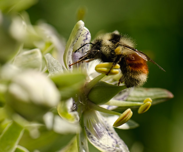 gentian-bumble