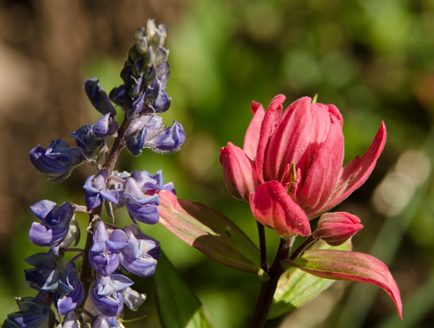 lupine-brush