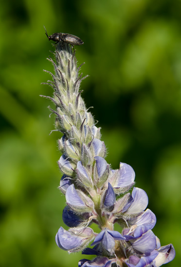 lupine-top