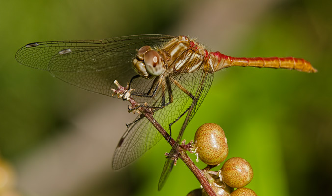 redback