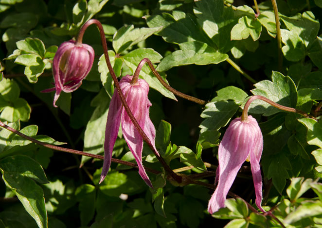 three-clematis