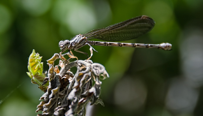 dancer-damselfly