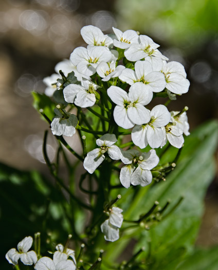 bittercress