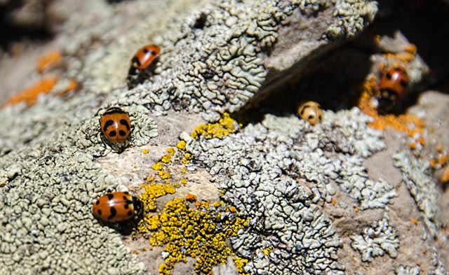 ladybugs