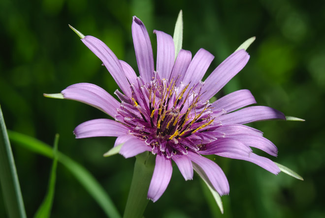 goatsbeard