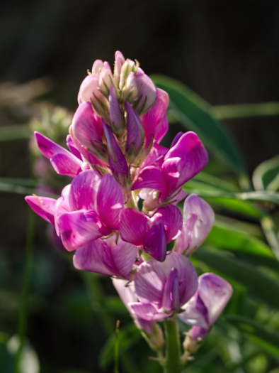 sweetvetch