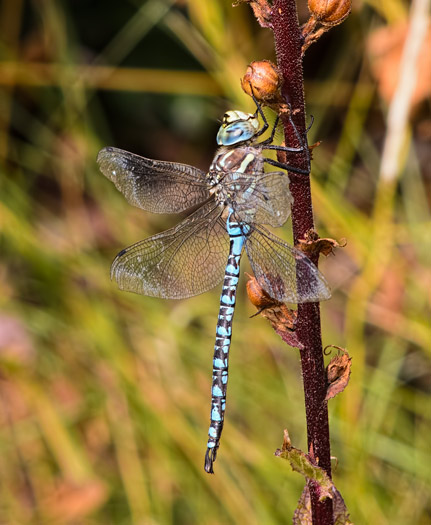 blue-darner