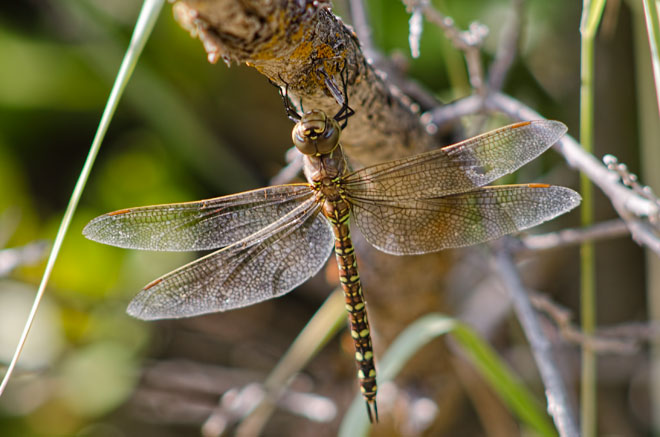 greeen-darner