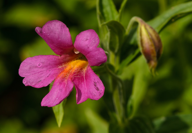 monkeyflowers