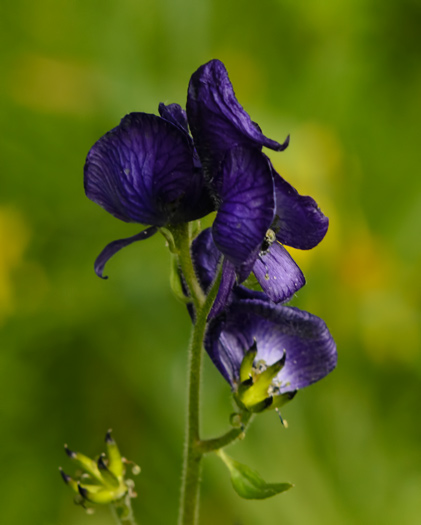 monkshood