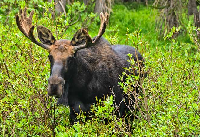 moosehead