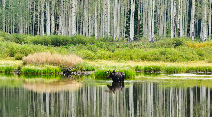 moose-reflect