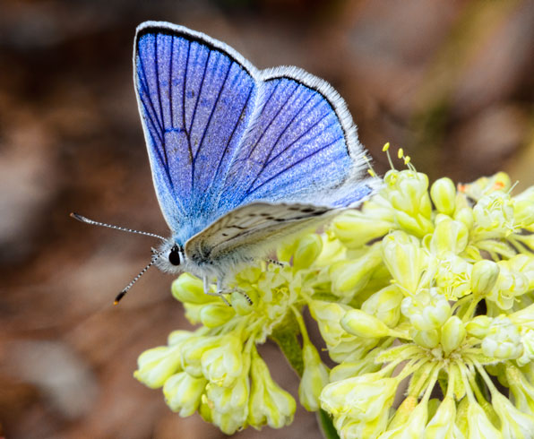 blue-buckwheat