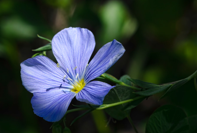 blue-flax