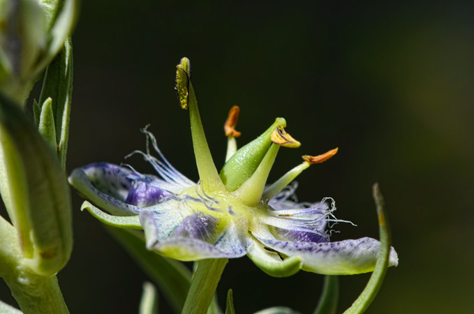 monument-flower