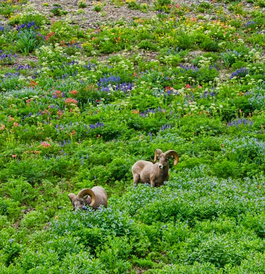 buckwheat-sheep