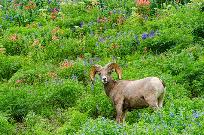 horn-sheep